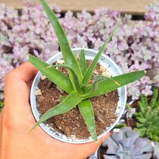 AGAVE BRACTEOSA, image 