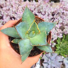 AGAVE TITANOTA, image , 2 image