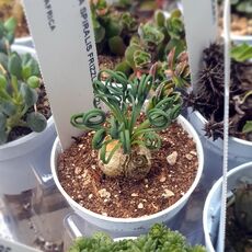 ALBUCA SPIRALIS, image 