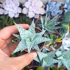 ALOE RAUHII CV. SNOWFLAKE, image 