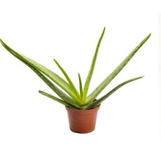 ALOE VERA, image 