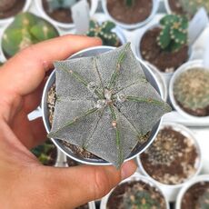 ASTROPHYTUM COAHUILENSE, image 