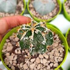 ASTROPHYTUM CV. HAKU-JO, image 