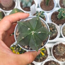 ASTROPHYTUM MYRIOSTIGMA NUDUM, image 