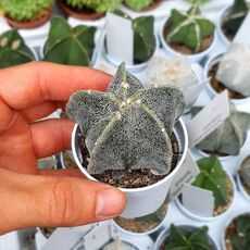 ASTROPHYTUM MYRIOSTIGMA, image 