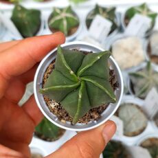 ASTROPHYTUM MYRIOSTIGMA VAR. NUDUM, image _ab__is.image_number.default