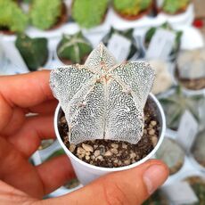 ASTROPHYTUM MYRIOSTIGMA ONZUKA, image , 2 image