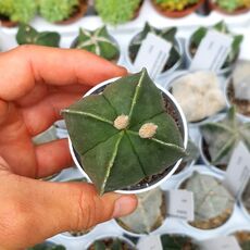 ASTROPHYTUM MYRIOSTIGMA QUADRICOSTATUM VAR. NUDUM, image _ab__is.image_number.default