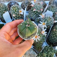 ASTROPHYTUM QUADRICOSTATUM NUDUM, image 