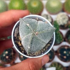 ASTROPHYTUM MYRIOSTIGMA TRICOSTATUM, image 