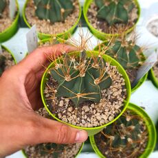 ASTROPHYTUM CAPRICORNE SUBS. SENILE, image 