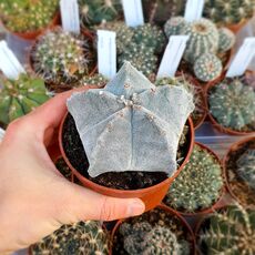 ASTROPHYTUM MYRIOSTIGMA, image 