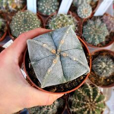 ASTROPHYTUM MYRIOSTIGMA QUADRICOSTATUM, image 