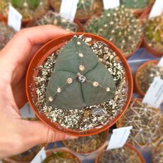 ASTROPHYTUM MYRIOSTIGMA TRICOSTATUM NUDUM, image , 2 image