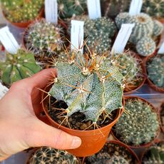 ASTROPHYTUM ORNATUM, image 