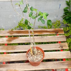 BURSERA FAGAROIDES, image _ab__is.image_number.default