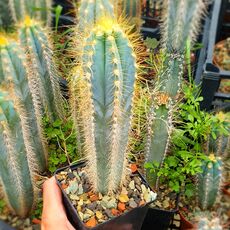 CEREUS AETHIOPS, image 