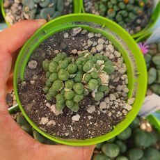 CONOPHYTUM HIANS, image 