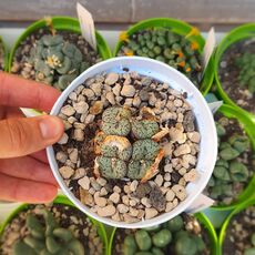 CONOPHYTUM OBCORDELLUM, image 