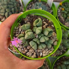 CONOPHYTUM TAYLORIANUM SUBS. ERNIANUM, image 