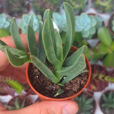 CARPOBROTUS ACINACIFORMIS, image 