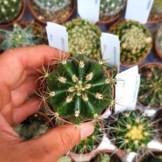 COLEOCEPHALOCEREUS GOEBELIANUS, image _ab__is.image_number.default