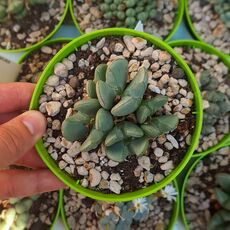 CONOPHYTUM BILOBUM, image 