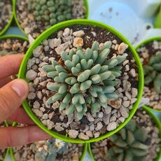 CONOPHYTUM BLANDUM, image 