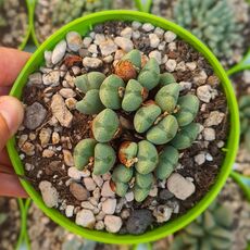 CONOPHYTUM CORDATUM, image 