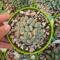 CONOPHYTUM IGNIFLORUM, image 