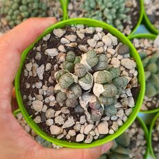 CONOPHYTUM UVIFORME, image 