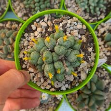 CONOPHYTUM VELUTINUM, image 