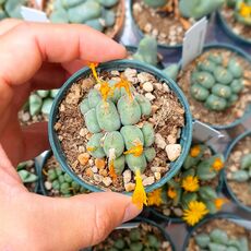 CONOPHYTUM GLOBOSUM, image 