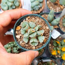 CONOPHYTUM TAYLORIANUM SUBS. ERNIANUM, image 