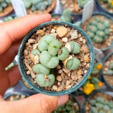 CONOPHYTUM UVIFORME, image 