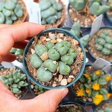 CONOPHYTUM VELUTINUM, image 