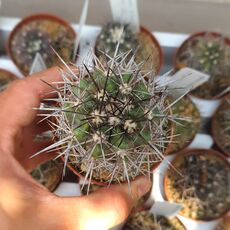 COPIAPOA COQUIMBANA, image 