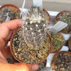 COPIAPOA ECHINOIDES, image 