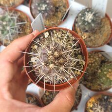 COPIAPOA MINIMA, image 