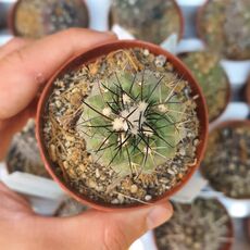 COPIAPOA MONTANA, image _ab__is.image_number.default