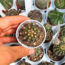 COPIAPOA BRIDGESII, image 