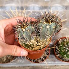 COPIAPOA CALDERANA JN282, image 