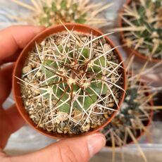 COPIAPOA MULTICOLOR KK1394 MG8587, image 