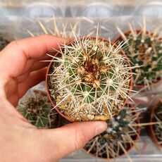 COPIAPOA PENDULINA KK1391, image 