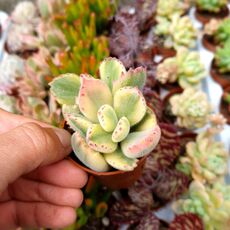 COTYLEDON LADISMITHIENSIS VARIEGATA, image 