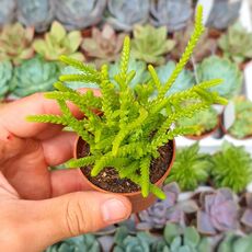 CRASSULA LYCOPODIOIDES, image , 4 image