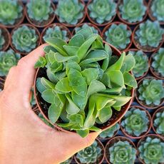 CRASSULA MONTANA, image 