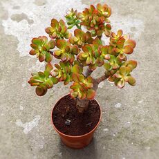 CRASSULA OVATA, image 