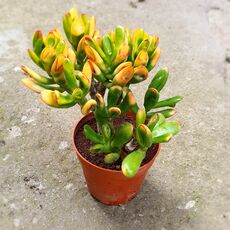 CRASSULA OVATA GOLLUM TRICOLOR, image _ab__is.image_number.default