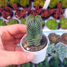 CRASSULA BUDDHA'S TEMPLE, image , 5 image